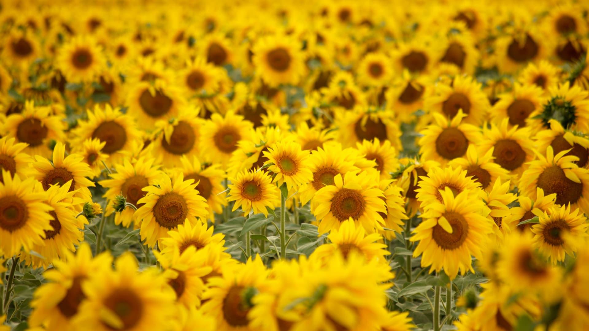 Väldigt stort fält med blommande solrosor under starkt solljus i Ukraina.